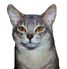 Сильва